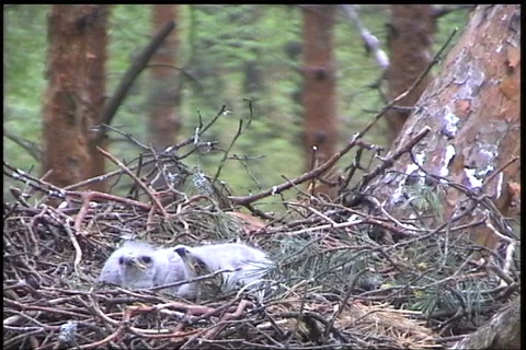 Birds of prey Stock Footage 984433