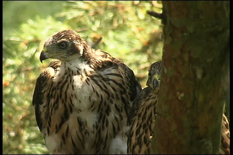 Birds of prey Stock Footage 984514