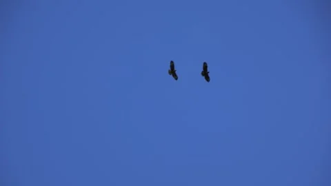 Birds of prey 스톡 동영상 249420122