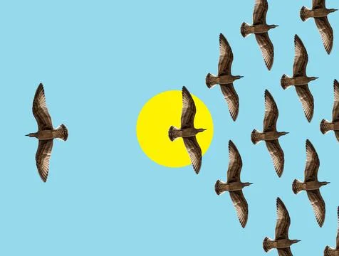 Birds of prey Stock Illustration