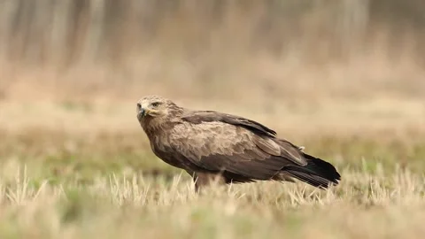 Birds of prey - Lesser Spotted Eagle Aquila pomarina Stock-Footage 221140961