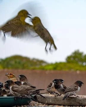 Birds of Prey Stock Photos