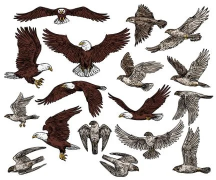 Birds of prey, predatory eagle and hawk falcons Illustrazione stock