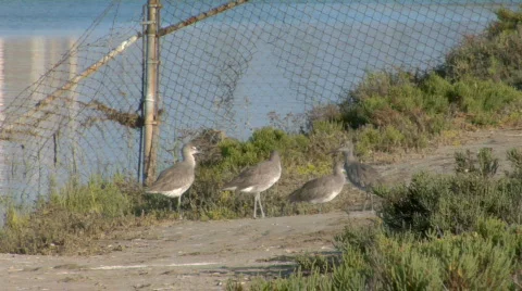 Birds pull to oil field Stock-Footage 727229