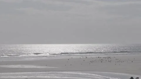 Birds on a quiet beach with sun reflected on ocean Stock Footage 159421525