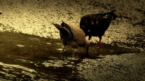 Birds in the  rain Stock Footage 33702842