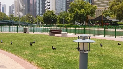 BIRDS READY TO FLY - SLOW MOTION Video stock 111319452