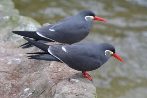 Birds with red beak Stock Photos
