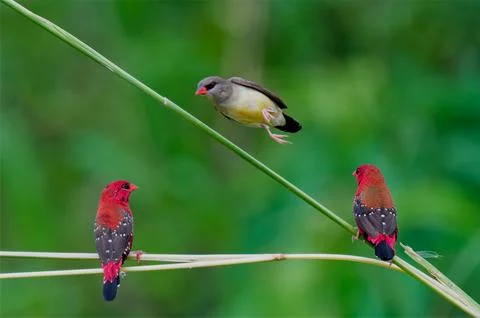 Birds red Stock Photos