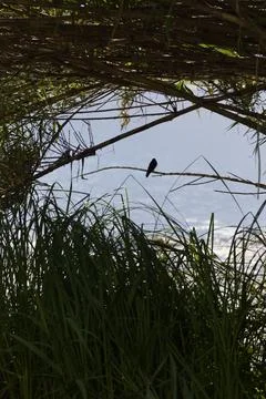 Birds on a reed Stock Photos