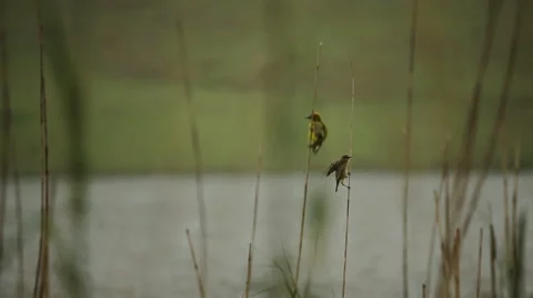 Birds on reeds 3 Stock Footage 48339560