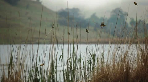 Birds on reeds 4 Stock Footage 48340232