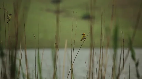 Birds on reeds 4 Stock Footage 48340341