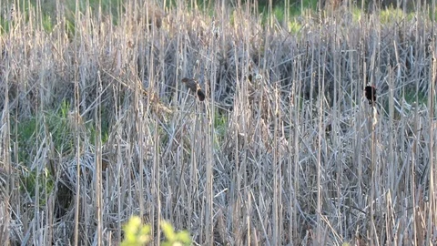 Birds in Reeds Stock Footage 108130068