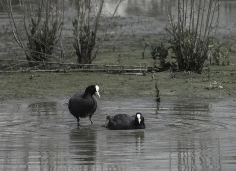 Birds relax in the puddle Stock Photos