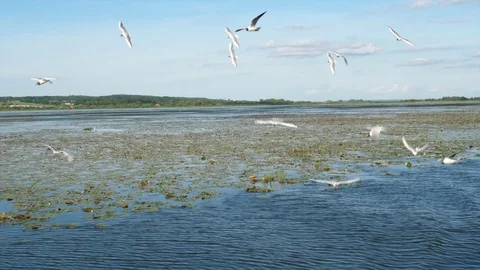 Birds reserve on Druzno Lake, Elblag, Poland Stock Footage