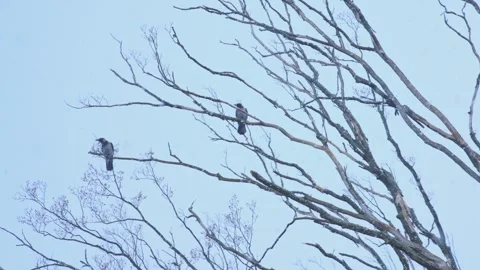 Birds rest on bare tree branches against the sky, creating a serene atmosphere Video stock 306045844