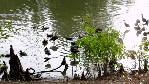 Birds Rest in Lake Video stock 78083600