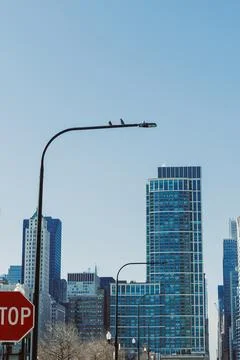 Birds rest on a lamp post while tall buildings rise in the background under a Stock Photos