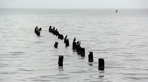 Birds Rest on Pilings Stock Footage 12549687
