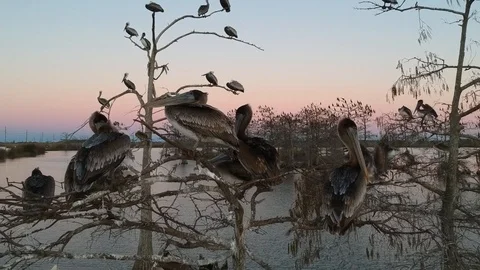 Birds resting in barren trees on a small estuary Stock-Footage 101609143