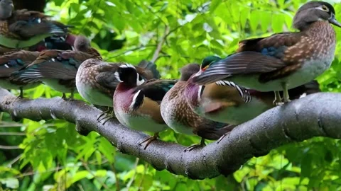 Birds Resting on Branch Stock Footage 323139669