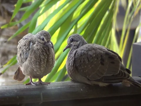 Birds Resting Close Up - Take1 Stock Footage 116611749