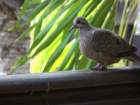 Birds Resting Close Up - Take10 Stock Footage 116611409