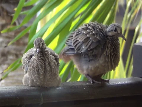 Birds Resting Close Up - Take3 Stock Footage 116614747