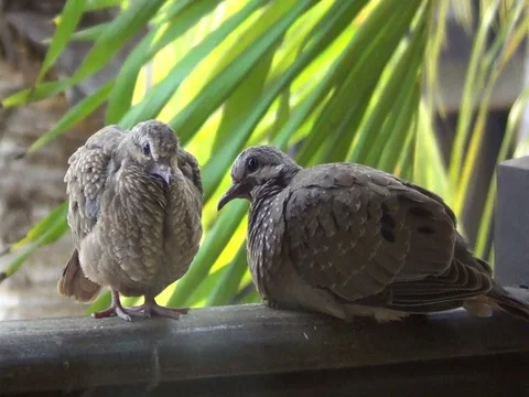 Birds Resting Close Up - Take8 Stock Footage 116616013