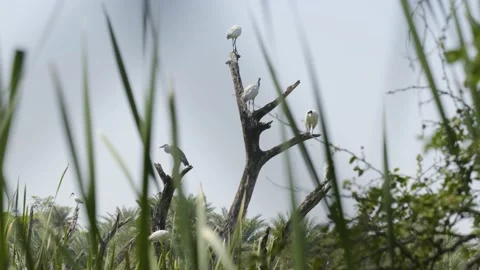 Birds resting in the dead tree handheld 4k 60p Stock Footage 234004052