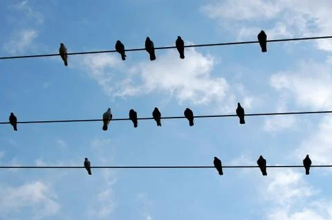 Birds resting 写真素材