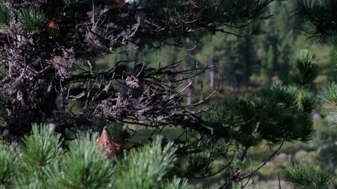 Birds resting on pine branches in a coniferous forest Stock Footage 300550632