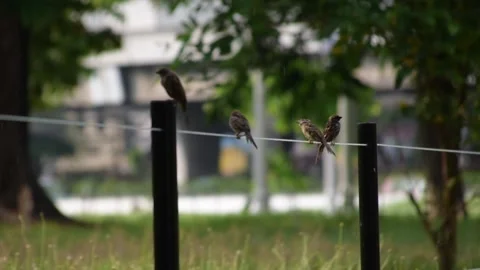 Birds resting standing at a pole and string line. Stock Footage 340048669