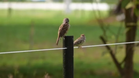Birds resting standing at a pole and string line. Stock Footage 340048922