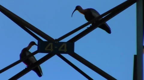 Birds resting on the tower 스톡 동영상 41209877