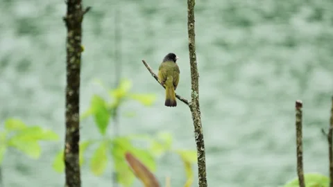 Birds Resting on Tree Branches Beside a Calm Lakeside in Nature Video stock 341934092
