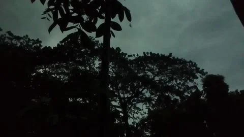 Birds Return To Home At ThunderTime Stock Footage 155267998