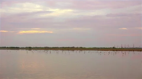 Birds in rice fields on evening Stock Footage 75059103
