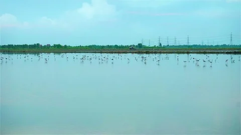 Birds in rice fields on morning Stock Footage 75060047