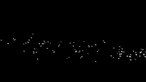 Birds-Right-Left-Side-Few-Birds Stock Footage Stock Footage 335257421