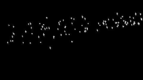 Birds-Right-To-Left-Top-Few-Birds Stock Footage Stock Footage 335257432