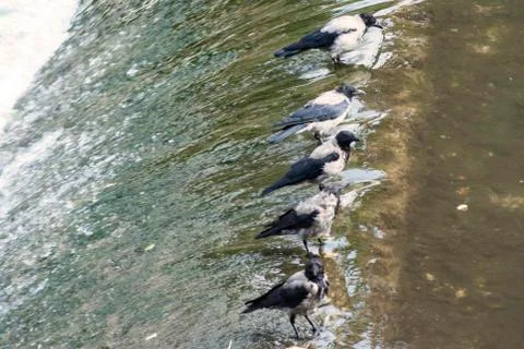 Birds on the river cascade Stock Photos
