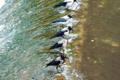 Birds on the river cascade Stock Photos