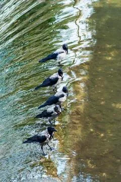 Birds on the river cascade Stock Photos