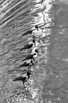 Birds on the river cascade Stock Photos