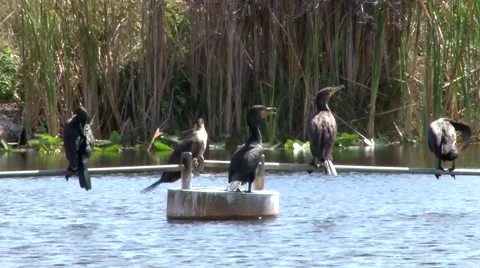 Birds in the River 스톡 동영상 1088294