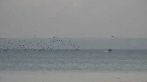 Birds on the river 動画素材 35501604