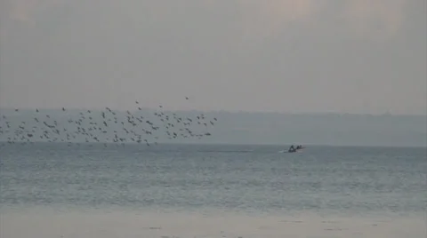 Birds on the river Stock Footage 35501700