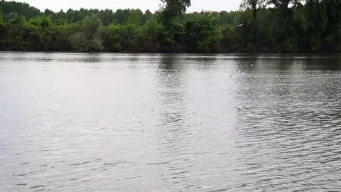 Birds on the river Stock-Footage 76430620